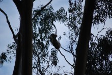 Kennett River Koalas